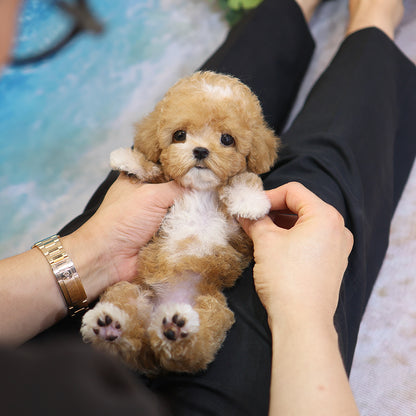 Poodle - Ajji (Female) $4200