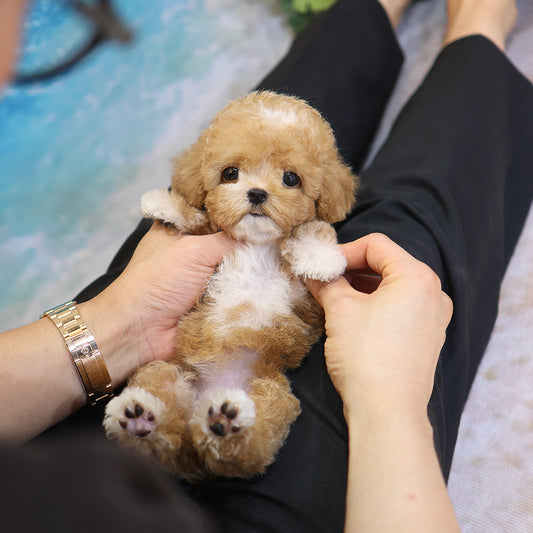Poodle - Ajji (Female) $4200
