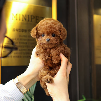 Poodle - Osam (Male) $3500