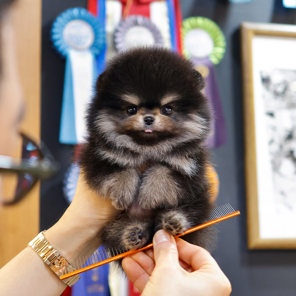 Pomeranian - Baekseol (Female) $2600