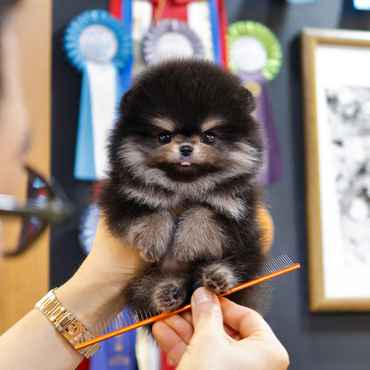 Pomeranian - Baekseol (Female) $2600