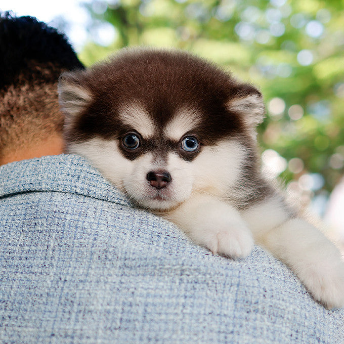 Pomsky -Haneul (Male)