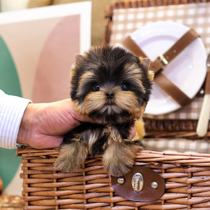 Yorkshire Terrier - Mollang (Female) $5700