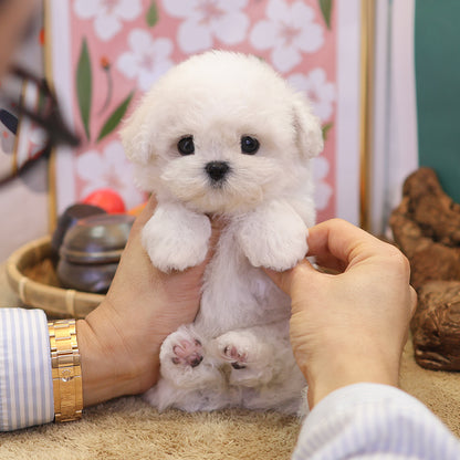 Bichon Frise - Miyo (Female) $4000