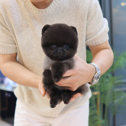 Pomeranian - Pungcha (Male)