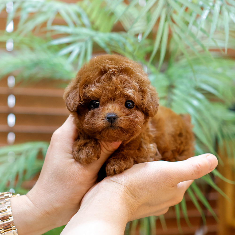 Poodle - Rati (Female) $3000