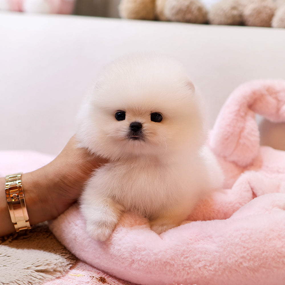 Pomeranian - Pomi (Female) $3000
