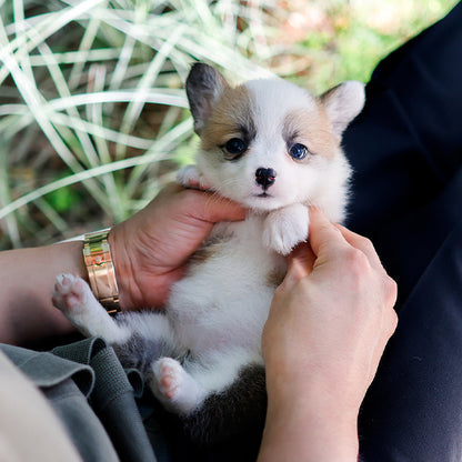 Welsh Corgi - Bachip (Female)