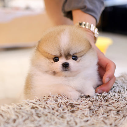 Pomeranian -Kkongji (Female) $3800
