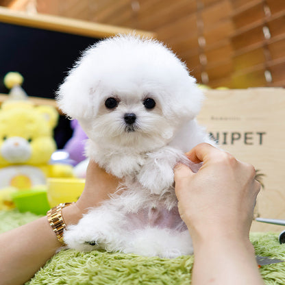 Bichon Frise - Puti (Male)