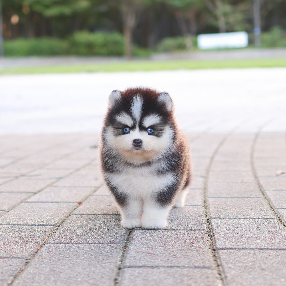 Pomsky - mio (Female) $5200