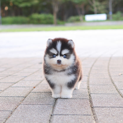 Pomsky - mio (Female) $5200