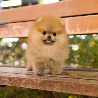 Pomeranian - Maisie (Female) $2800