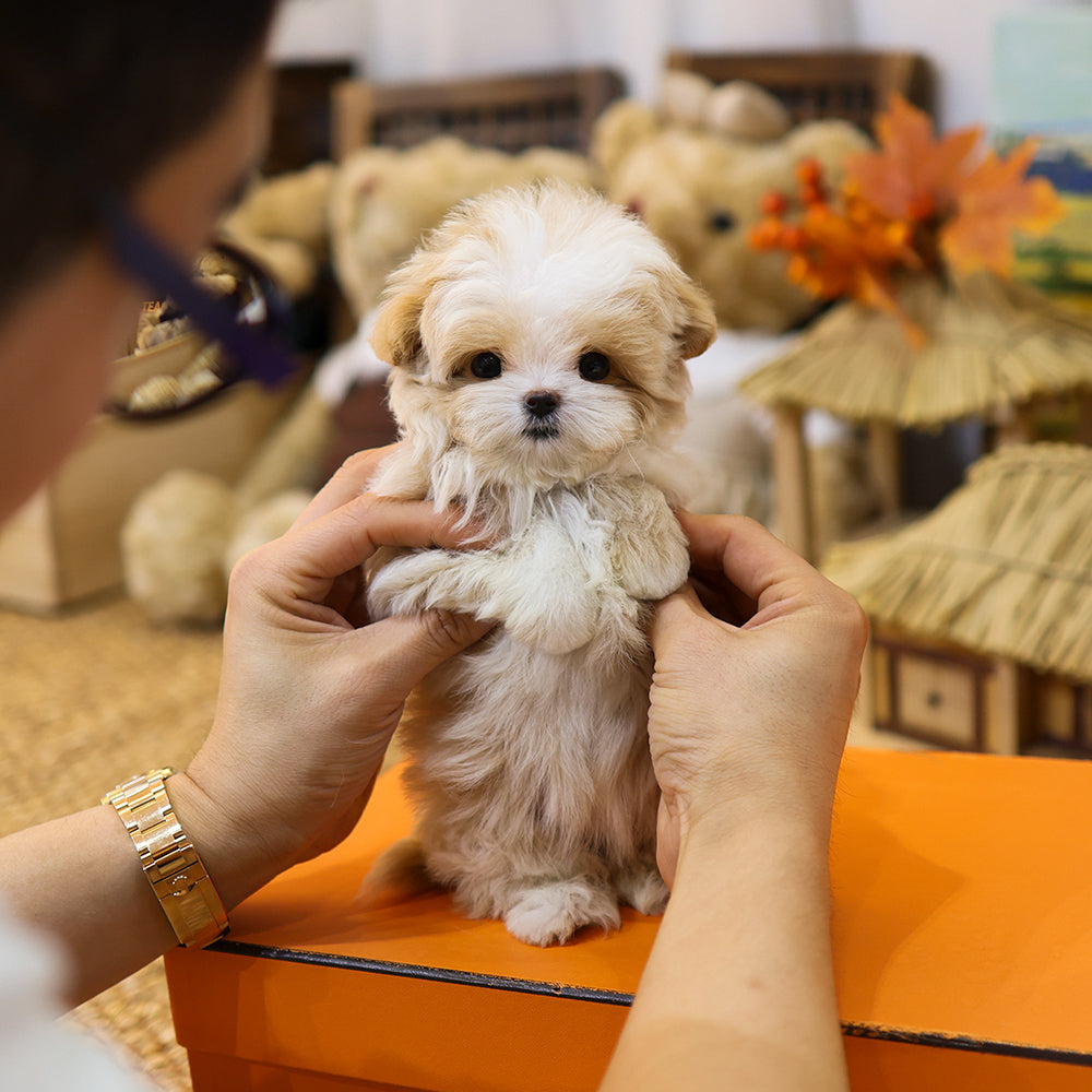 Maltipoo - Kolla (Female) $4300