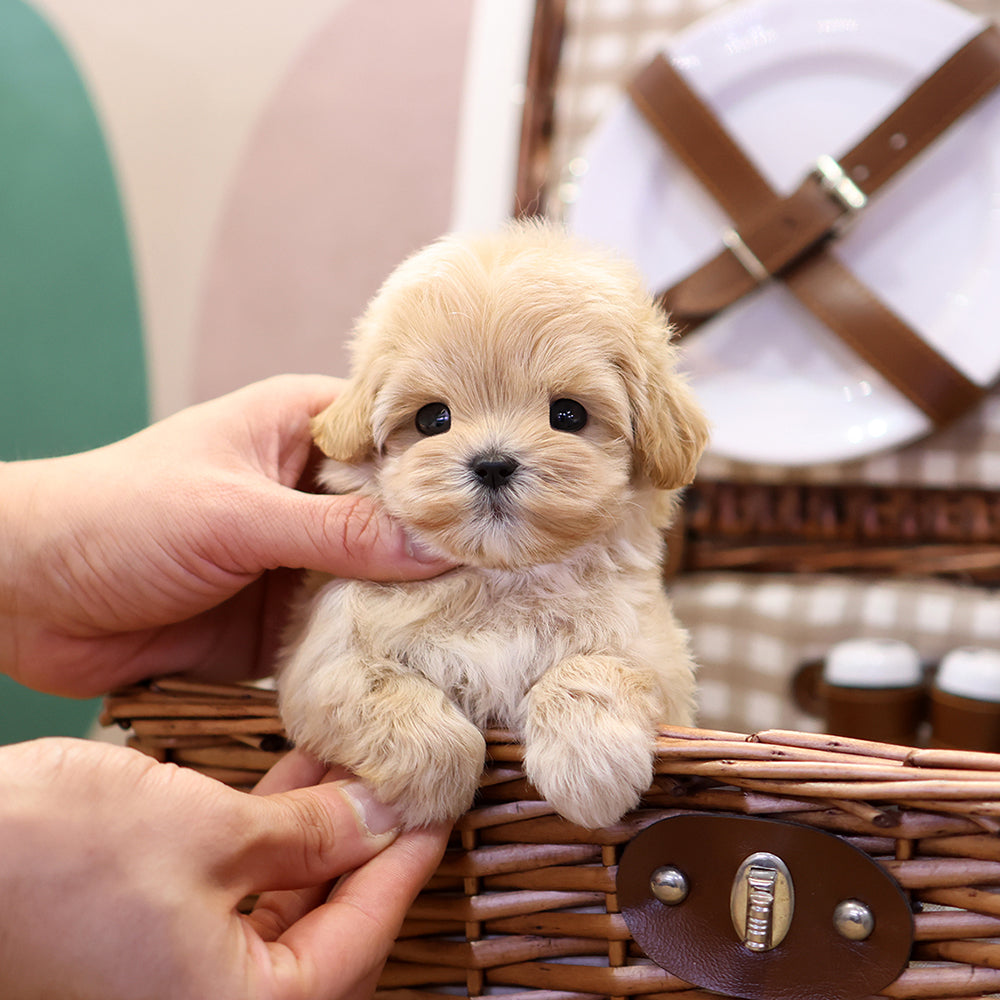 Maltipoo - Ttodong (Female) $2500
