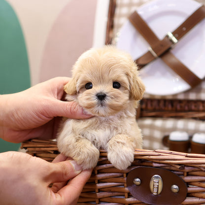 Maltipoo - Ttodong (Female) $2500