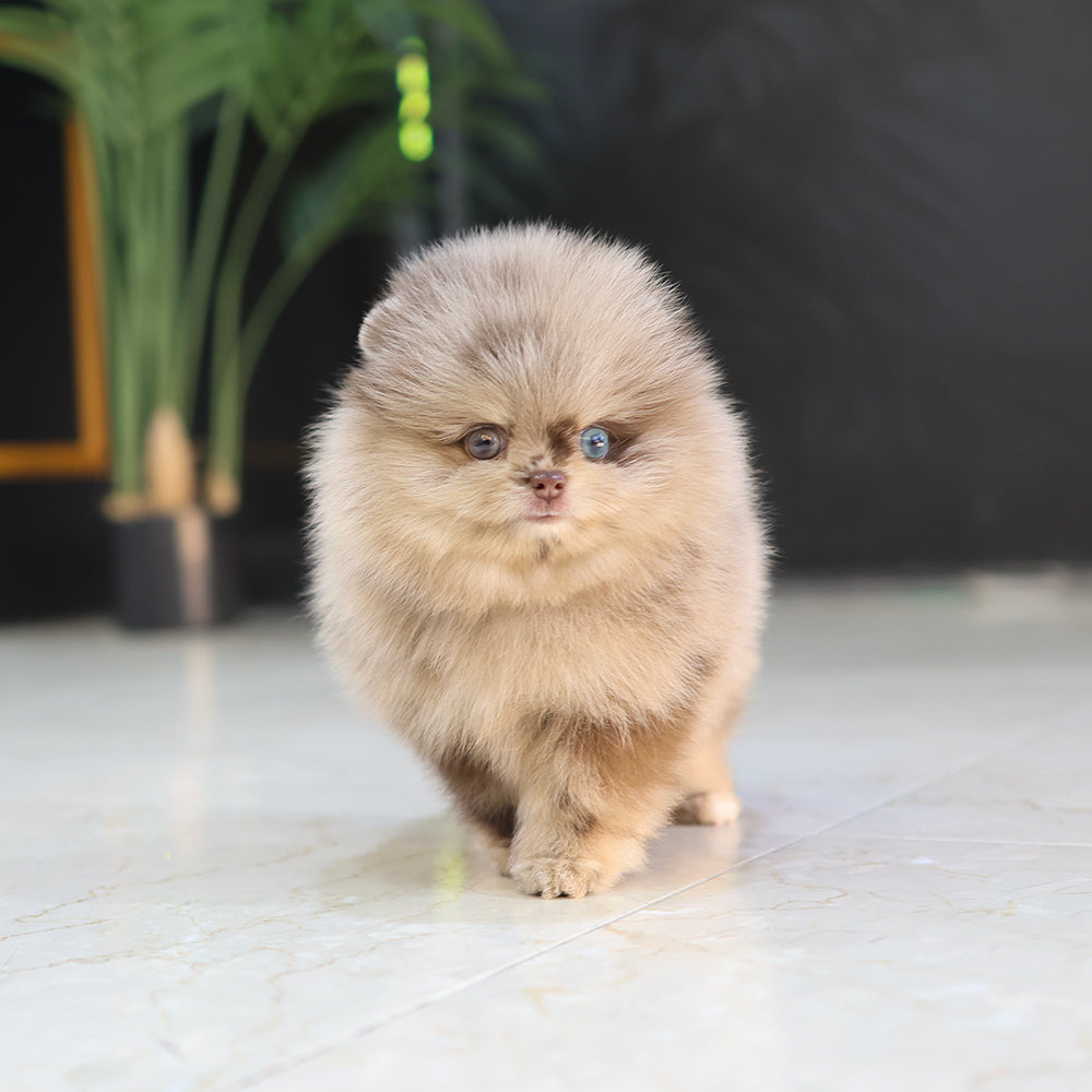 Pomeranian- Puki (Male) $5300