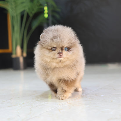 Pomeranian- Puki (Male) $5300