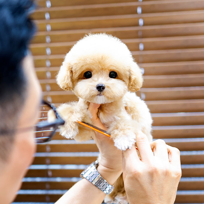 Poodle - Yeoreum (Female)