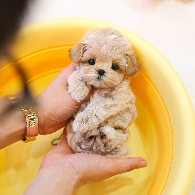 Maltipoo - Bana (Male) $2200