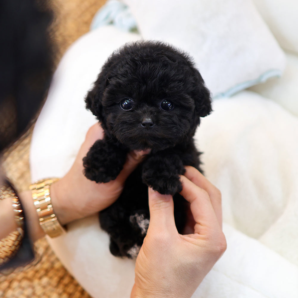 Poodle - Yeoul (Female) $4000