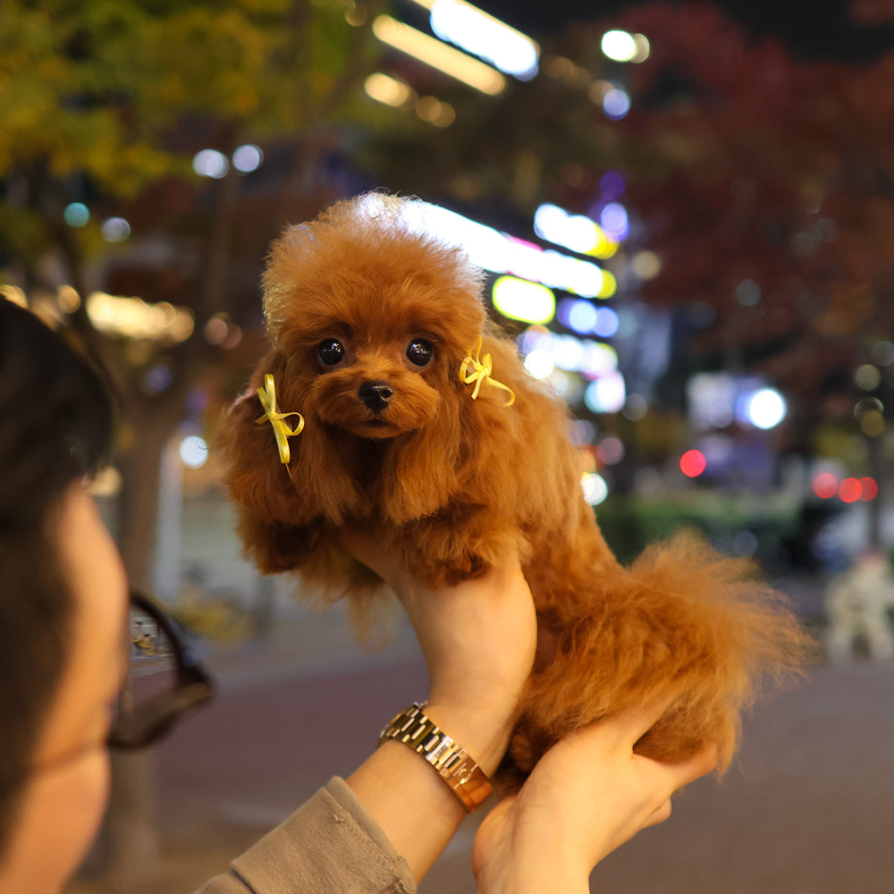 Poodle - Jjorong (Female) $4500