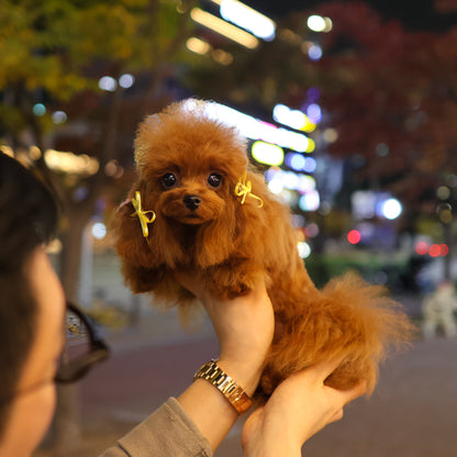 Poodle - Jjorong (Female) $4500