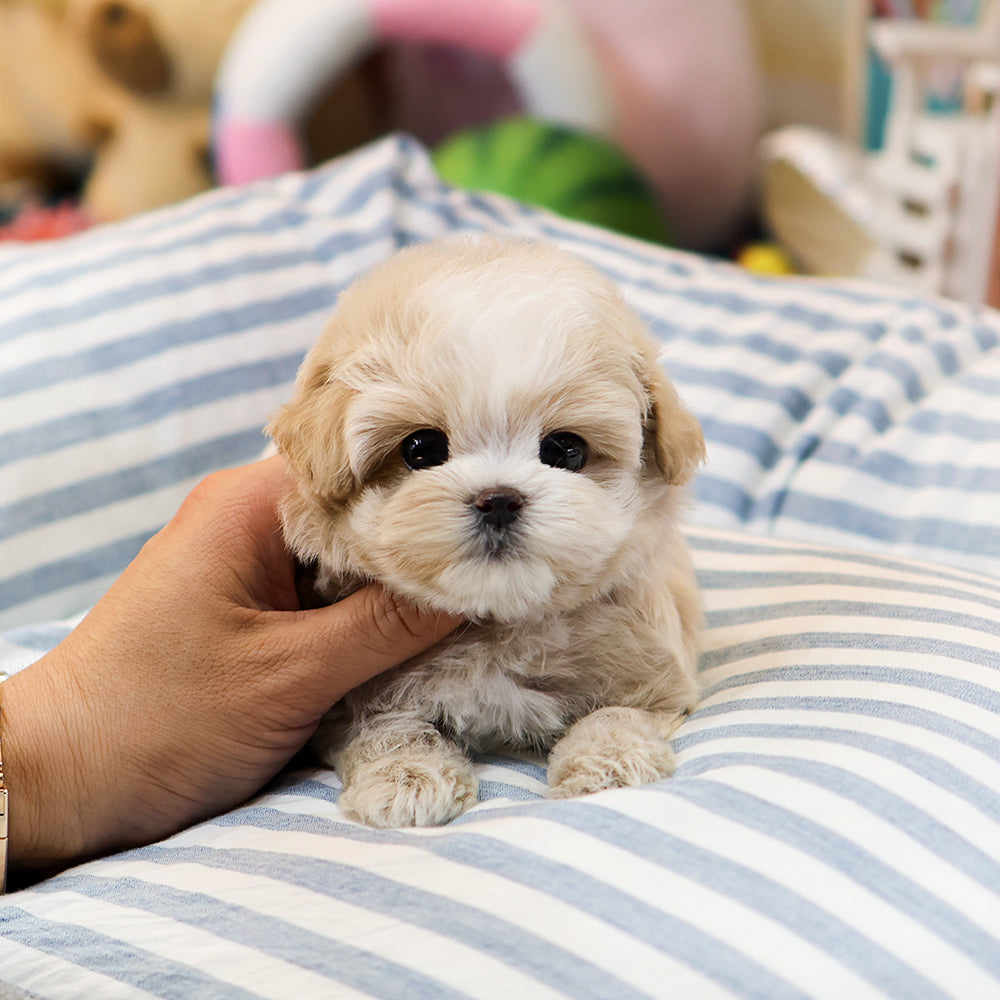 Maltipoo - Bobo (Male) $2500