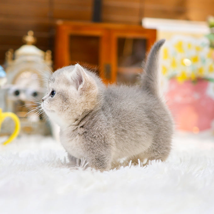 Munchkin - Anna (Female)