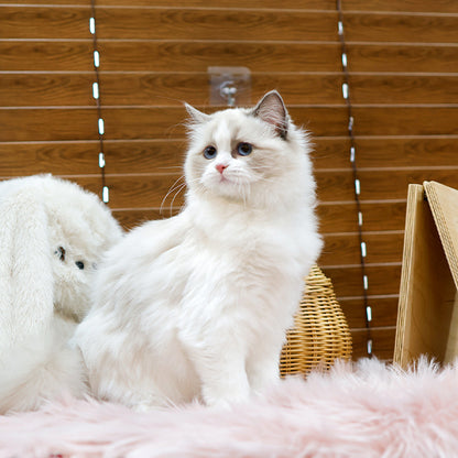 Ragdoll - Tokkaeng (Female)