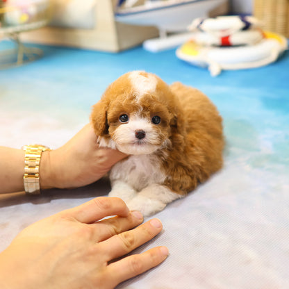 Poodle - Kao (Male)