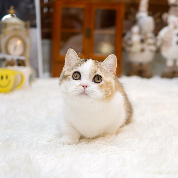 Munchkin - Bini (Female)