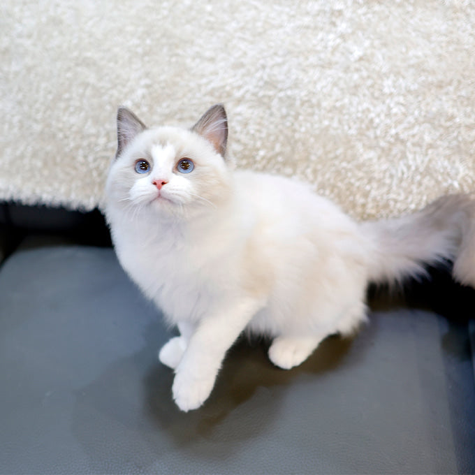 Ragdoll - Gomdol (Male)