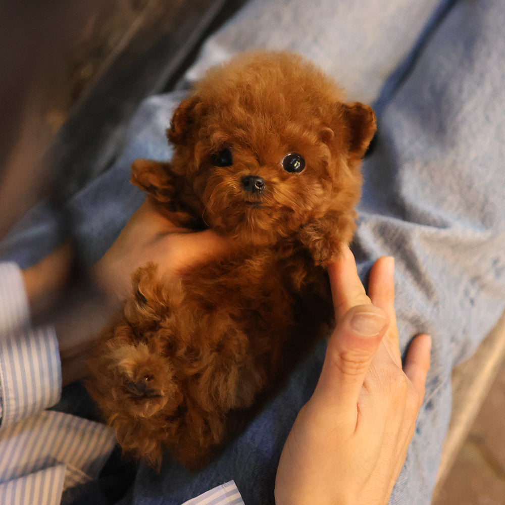Poodle - Kinny (Female) $5700