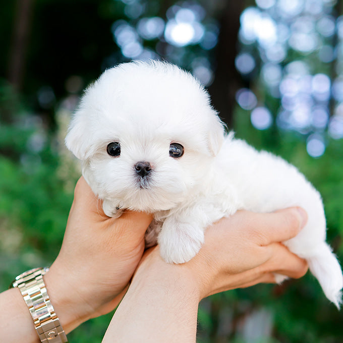 Maltese - Chein (Male)