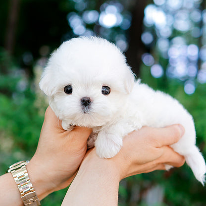 Maltese - Chein (Male)