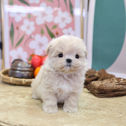 Maltipoo - Pippin (Female) $2600