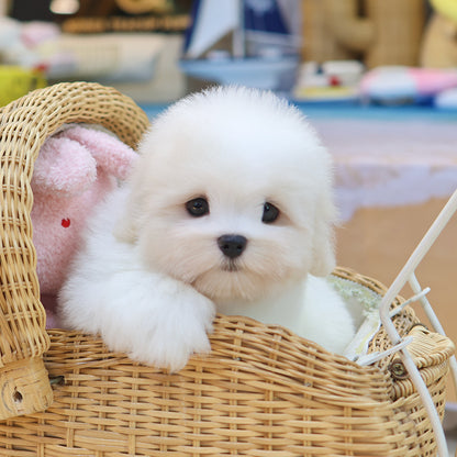Coton De Tulear - Popi (Male) $6800