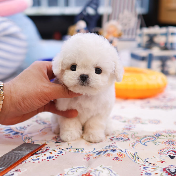 Bichon frise - Nova (Male)