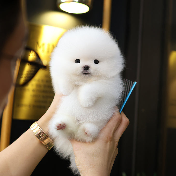 Pomeranian - Saeu (Male)