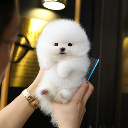 Pomeranian - Saeu (Male)