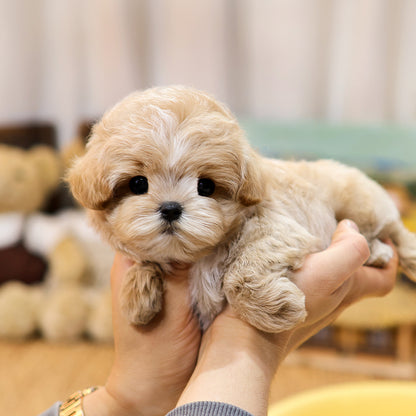 Maltipoo - Mumu (Male) $3000