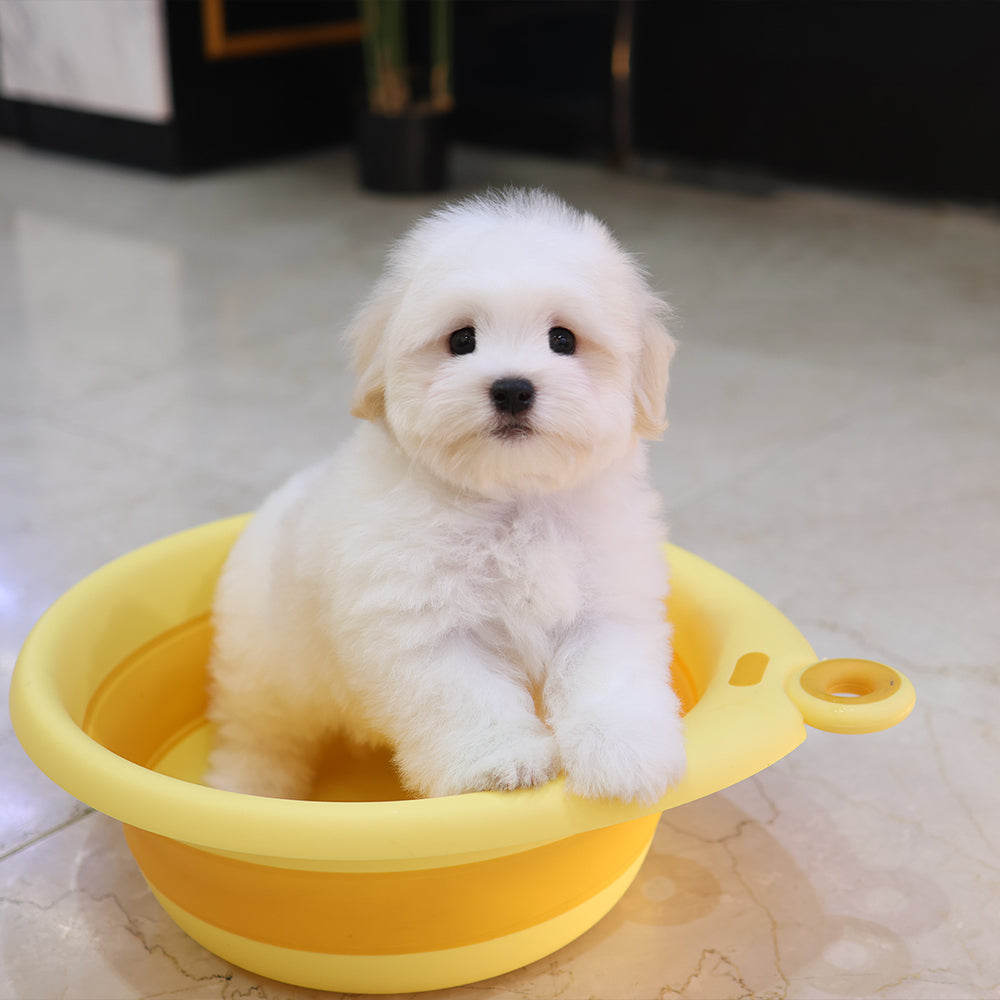 Coton De Tulear - Homi (Male) $5000