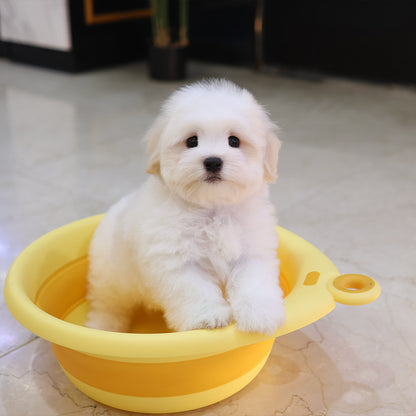 Coton De Tulear - Homi (Male) $5000