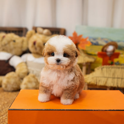 Maltipoo - Taro (Male) $5200