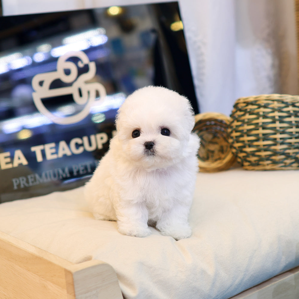 Bichinfrise - Posong (Female) $3800