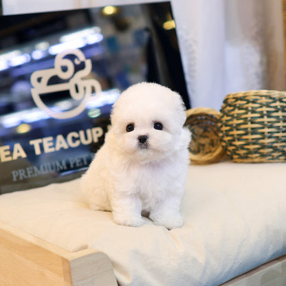 Bichinfrise - Posong (Female) $3800