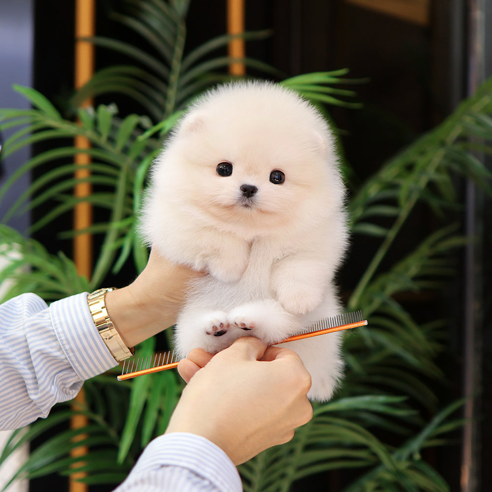 Pomeranian - Ppiyong (Female) $2500