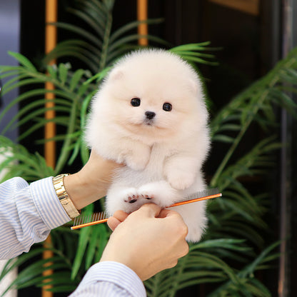 Pomeranian - Ppiyong (Female) $2500