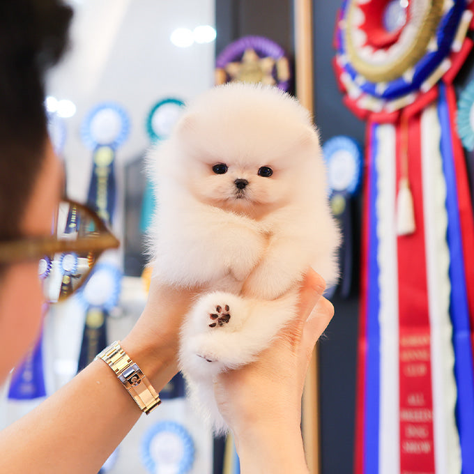 Pomeranian - Mumu (Male)